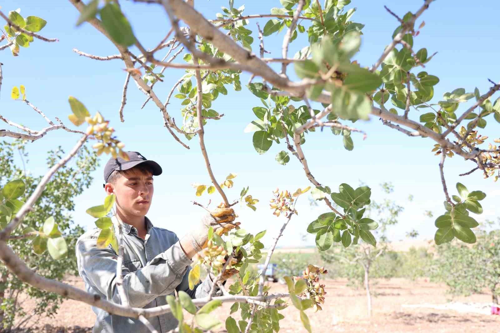 Diyarbakır’da mevsimlik işçilerin sıcak havada fıstık hasadı devam ediyor