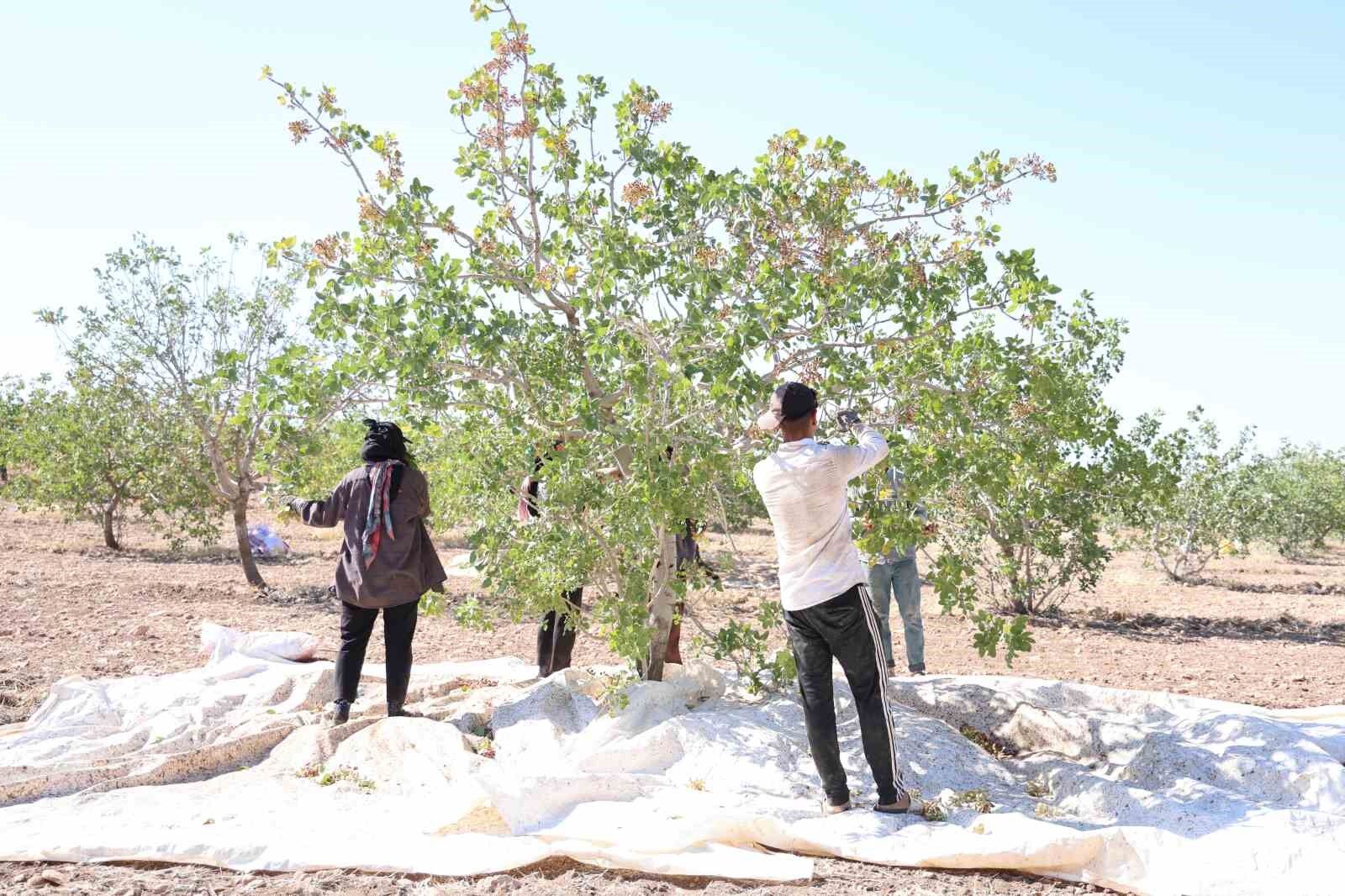Diyarbakır’da mevsimlik işçilerin sıcak havada fıstık hasadı devam ediyor