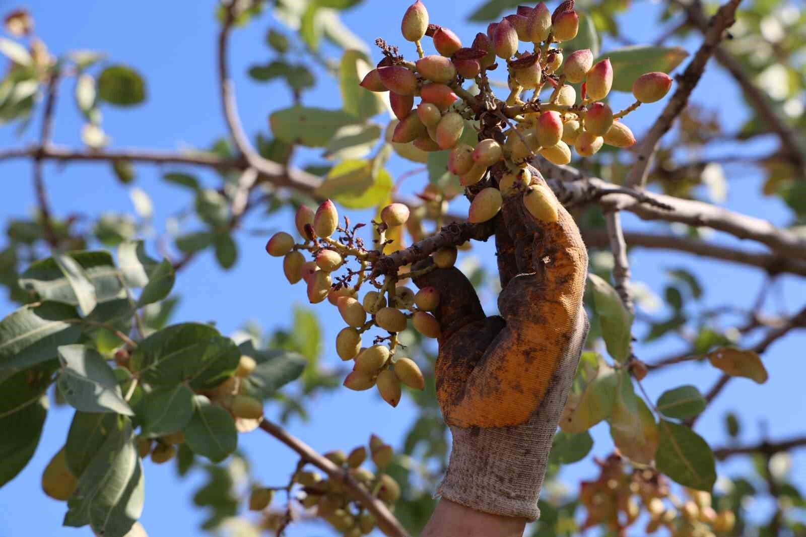 Diyarbakır’da mevsimlik işçilerin sıcak havada fıstık hasadı devam ediyor