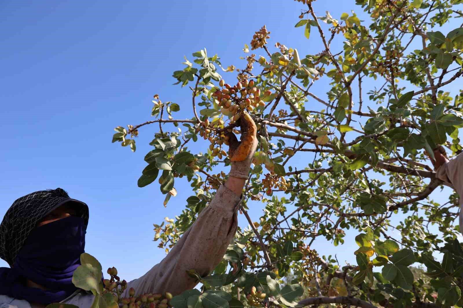 Diyarbakır’da mevsimlik işçilerin sıcak havada fıstık hasadı devam ediyor