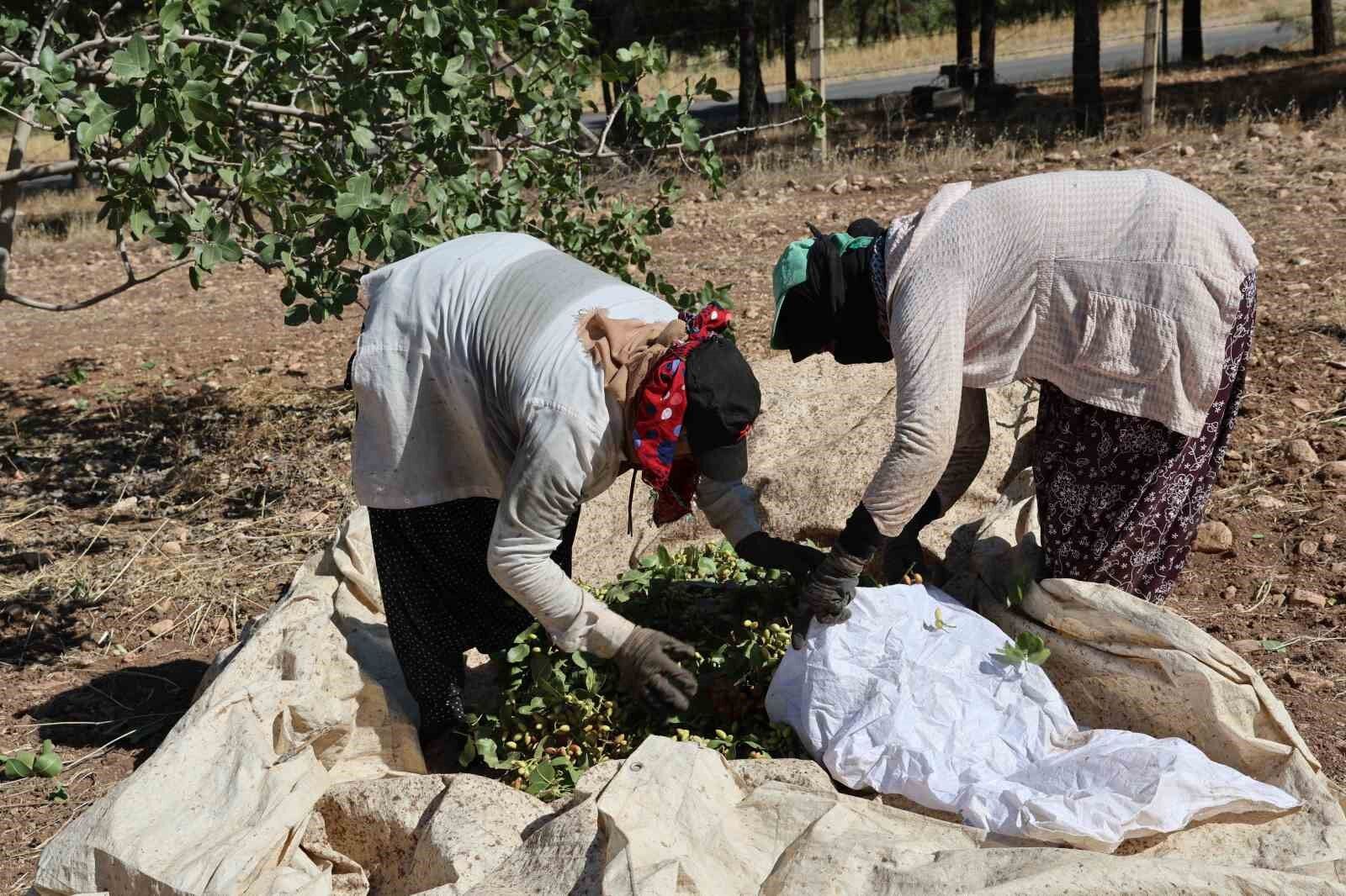 Diyarbakır’da mevsimlik işçilerin sıcak havada fıstık hasadı devam ediyor