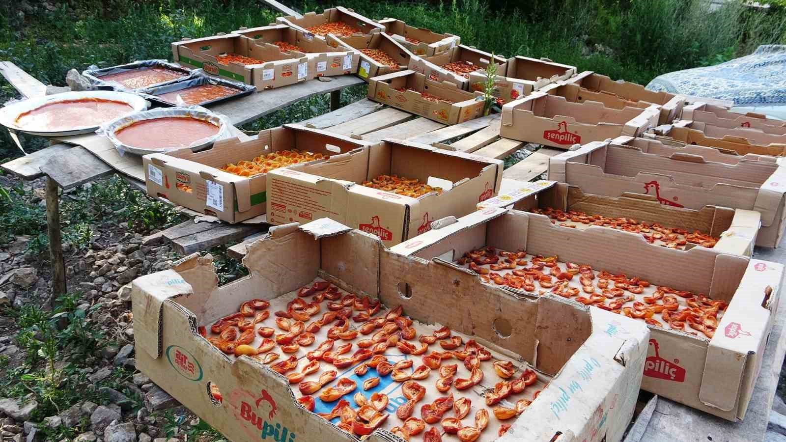 Van’da kayısı kurutma dönemi başladı