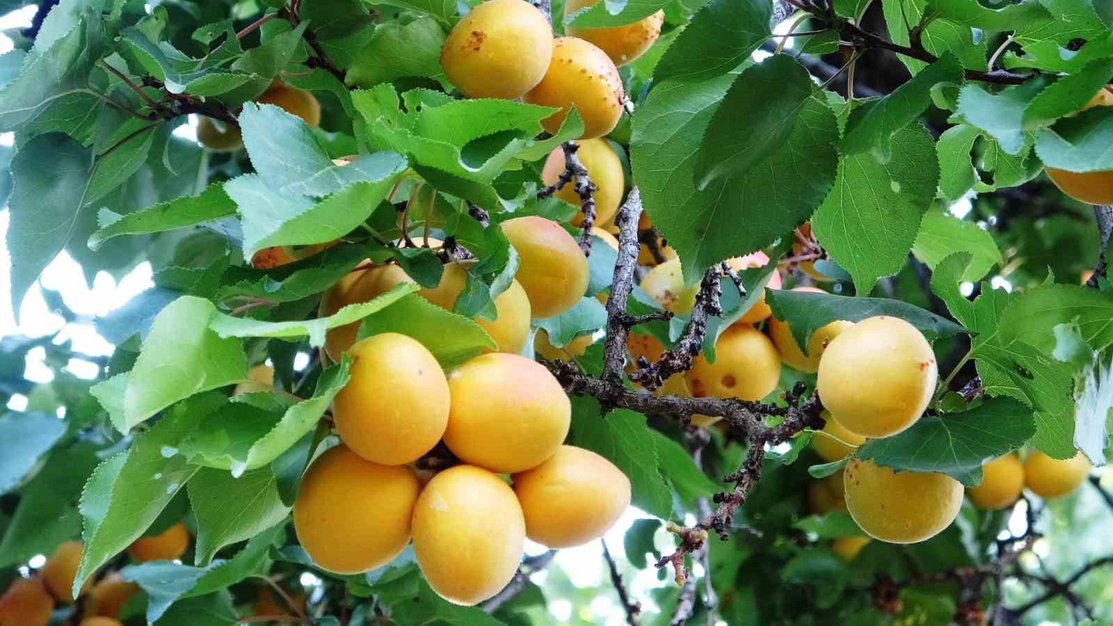 Van’da kayısı kurutma dönemi başladı