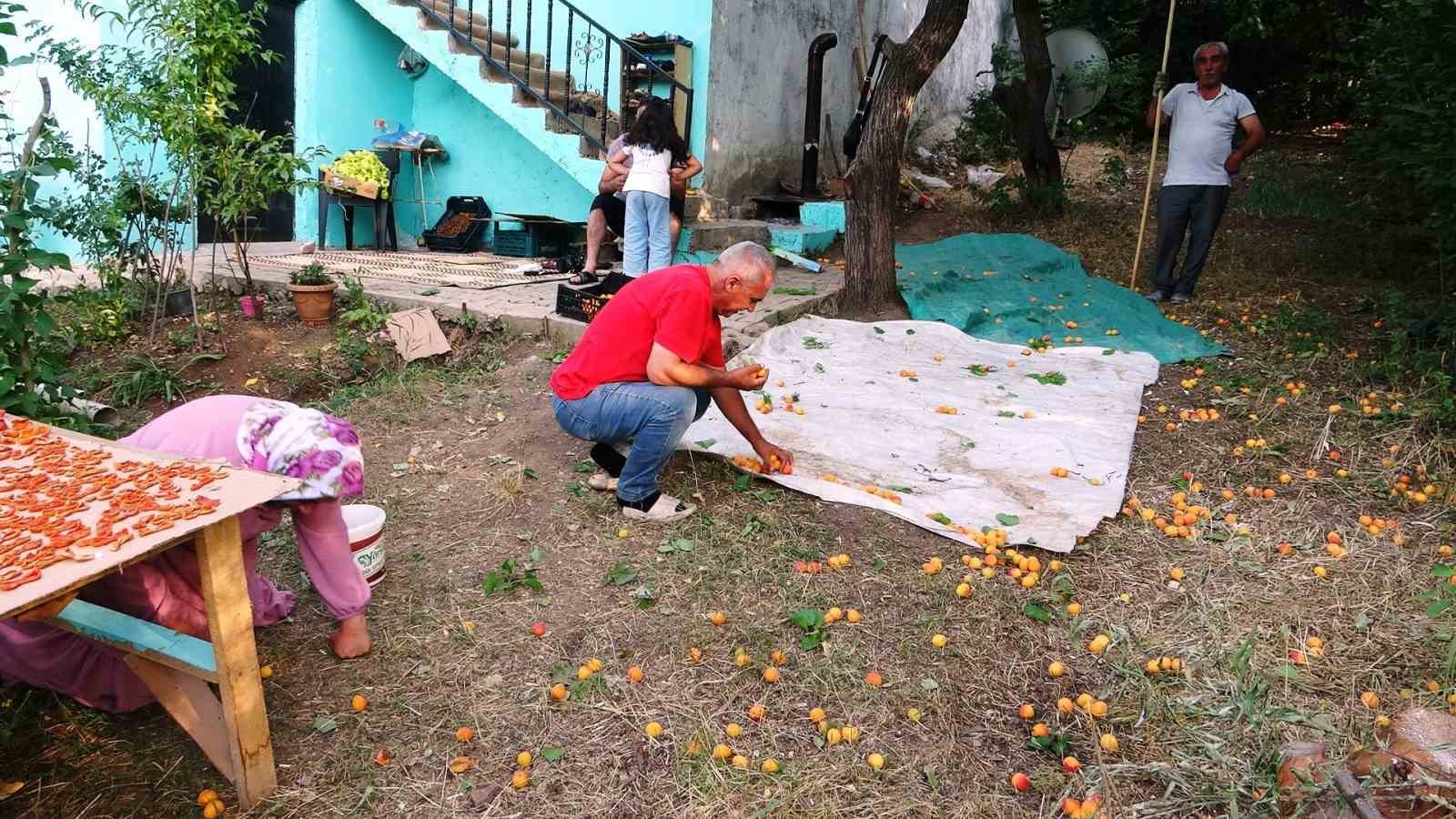 Van’da kayısı kurutma dönemi başladı