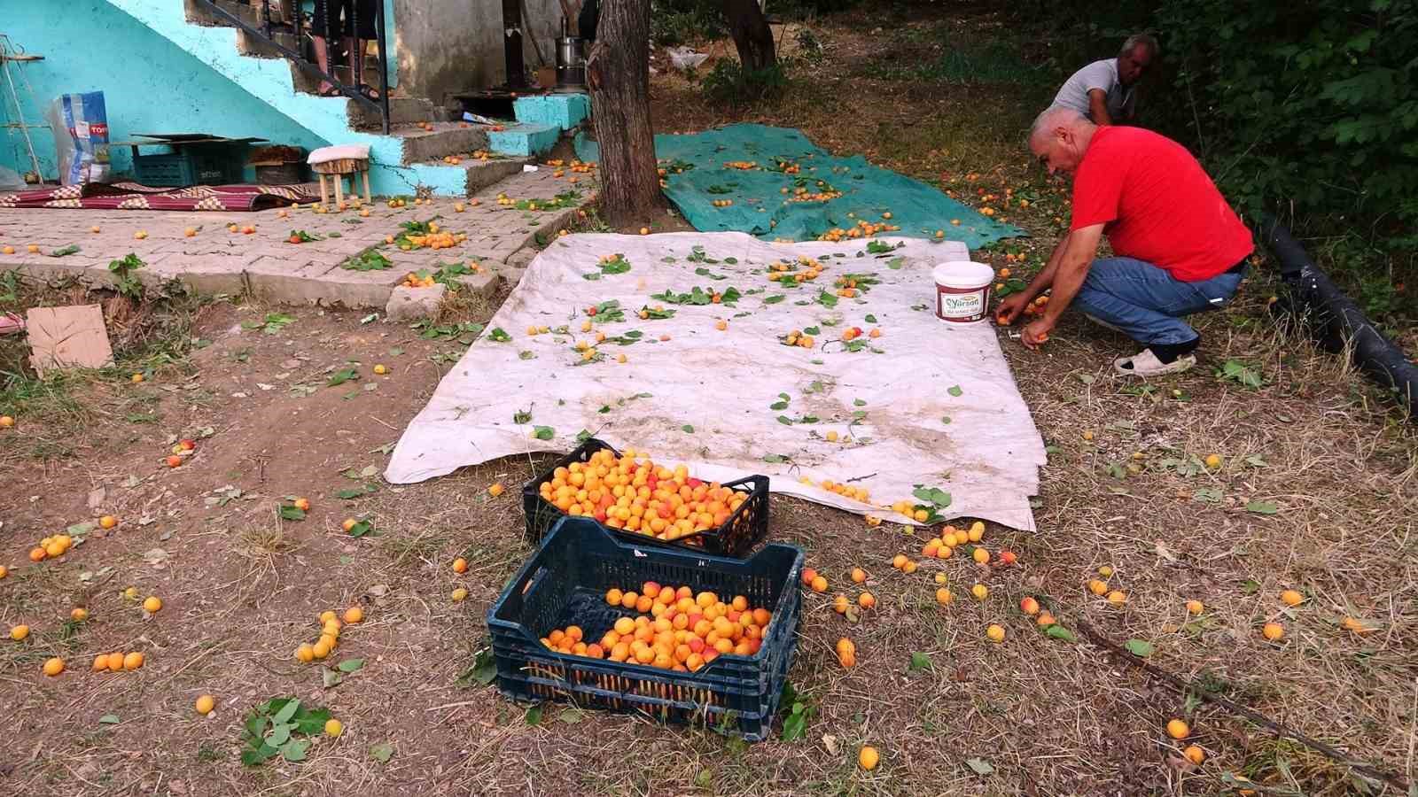 Van’da kayısı kurutma dönemi başladı