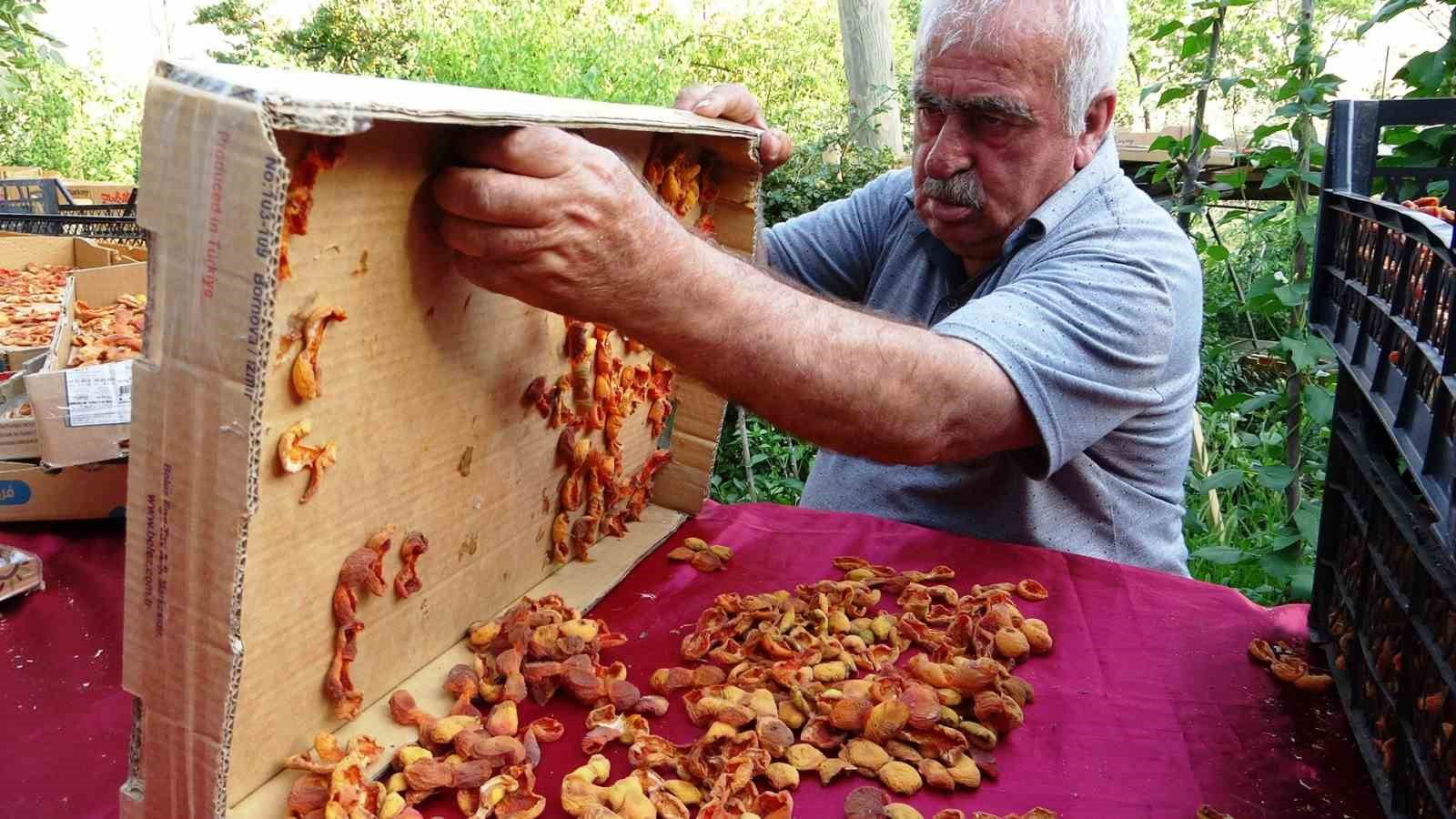 Van’da kayısı kurutma dönemi başladı