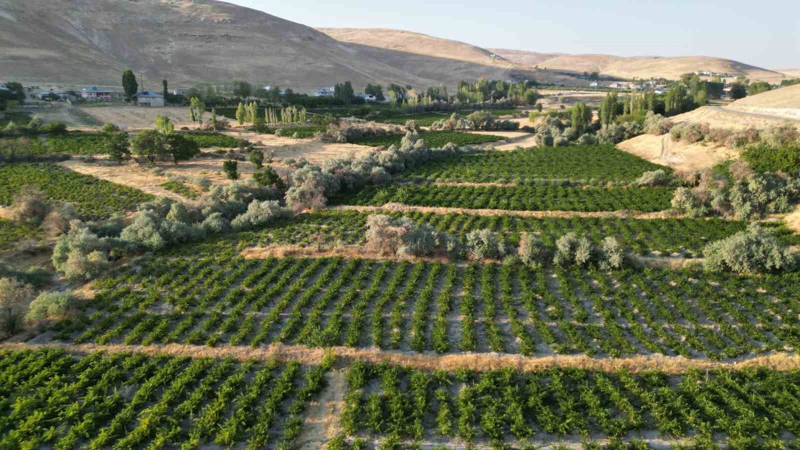 Coğrafi işaretli Erciş üzümünün bağ bozumu başladı