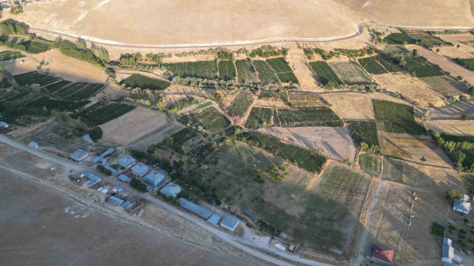 Coğrafi işaretli Erciş üzümünün bağ bozumu başladı