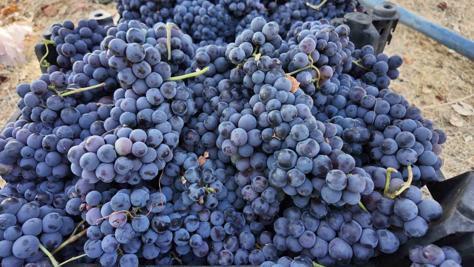 Coğrafi işaretli Erciş üzümünün bağ bozumu başladı