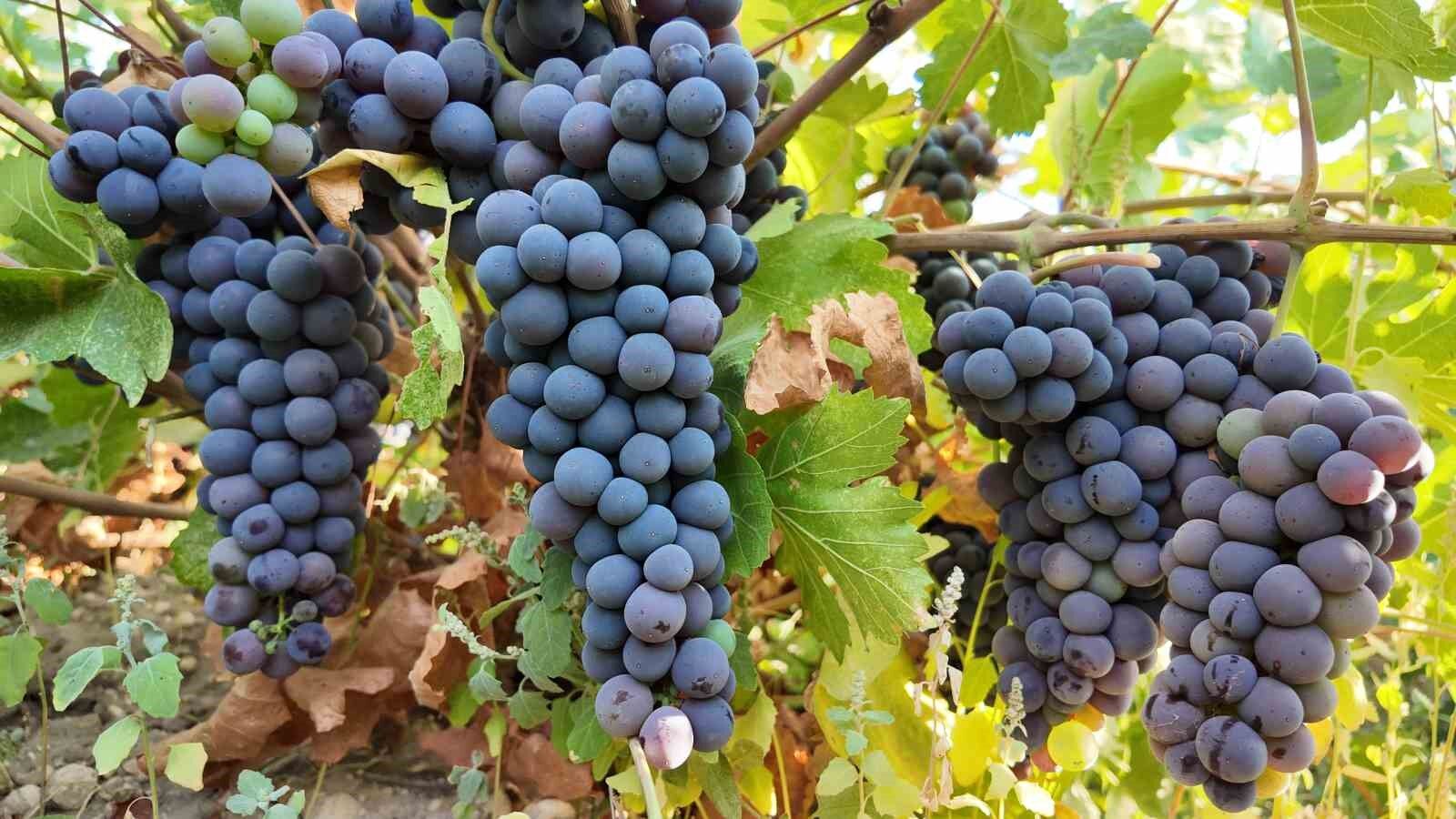 Coğrafi işaretli Erciş üzümünün bağ bozumu başladı