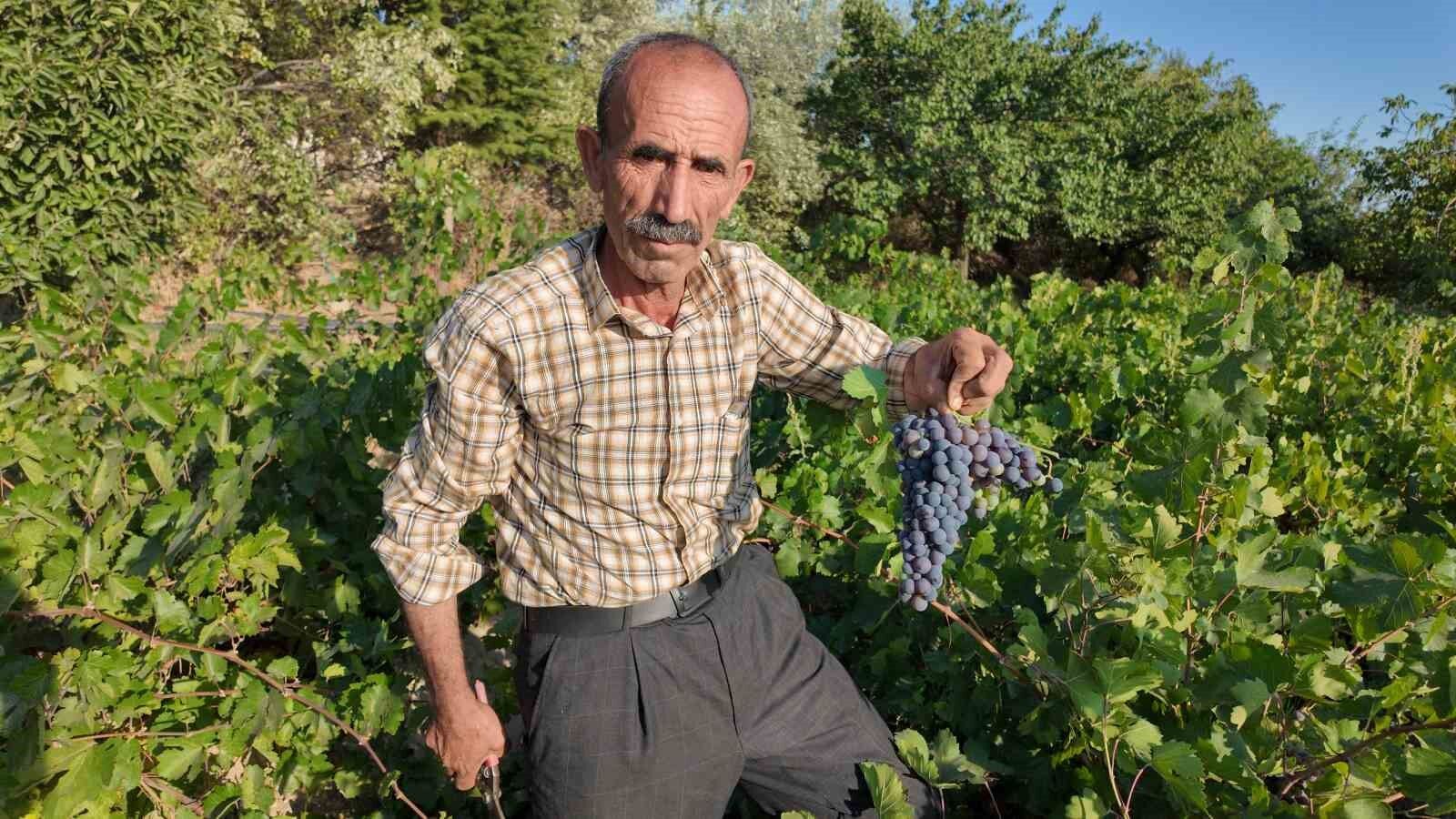 Coğrafi işaretli Erciş üzümünün bağ bozumu başladı
