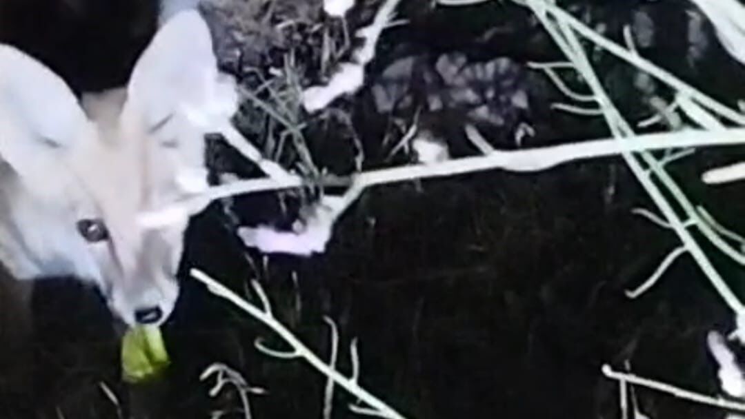 Tilki ile arıcının gülümseten anları: 