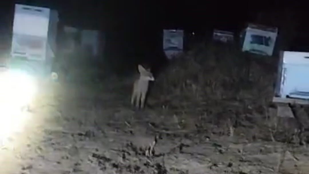 Tilki ile arıcının gülümseten anları: 