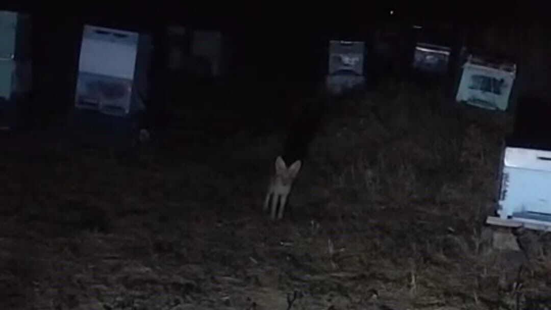 Tilki ile arıcının gülümseten anları: 