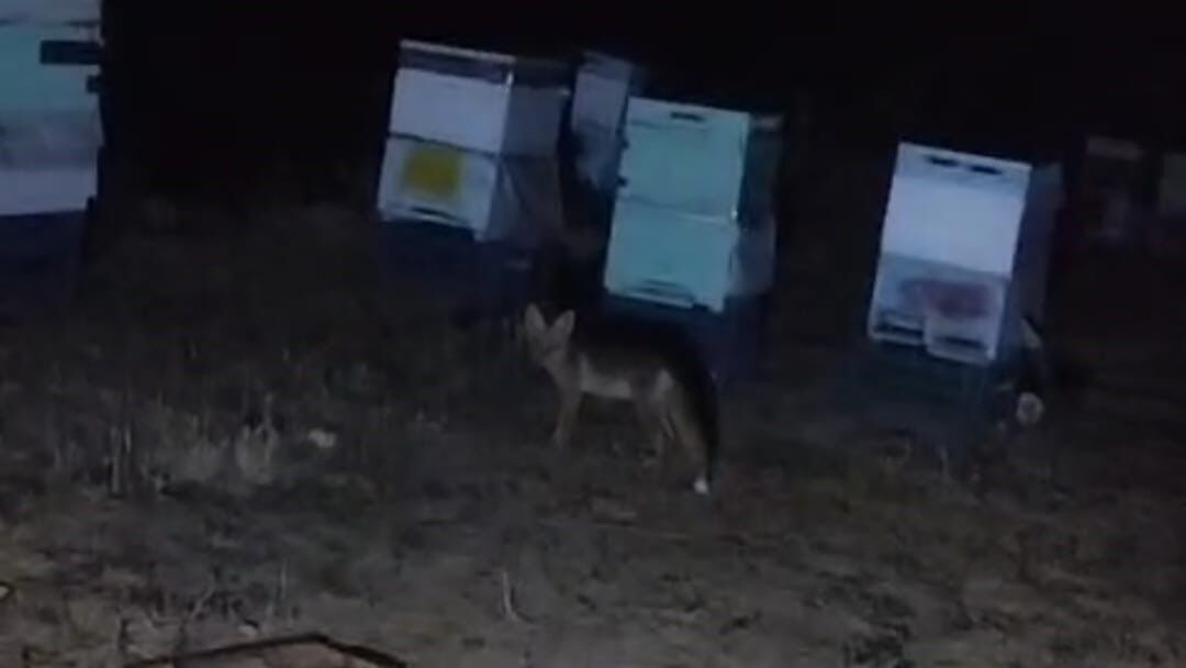 Tilki ile arıcının gülümseten anları: 