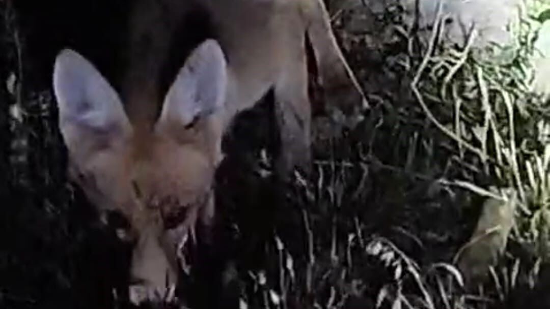 Tilki ile arıcının gülümseten anları: 