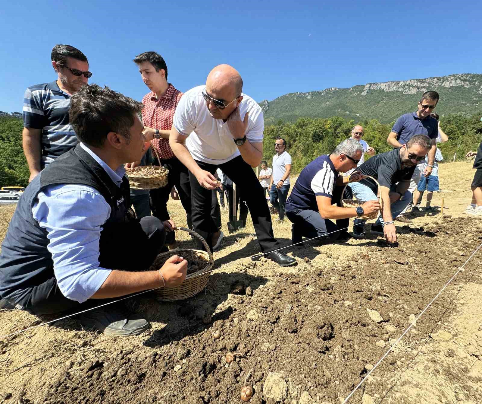 Dünyanın en pahallı baharatı Safran toprakla buluşuyor