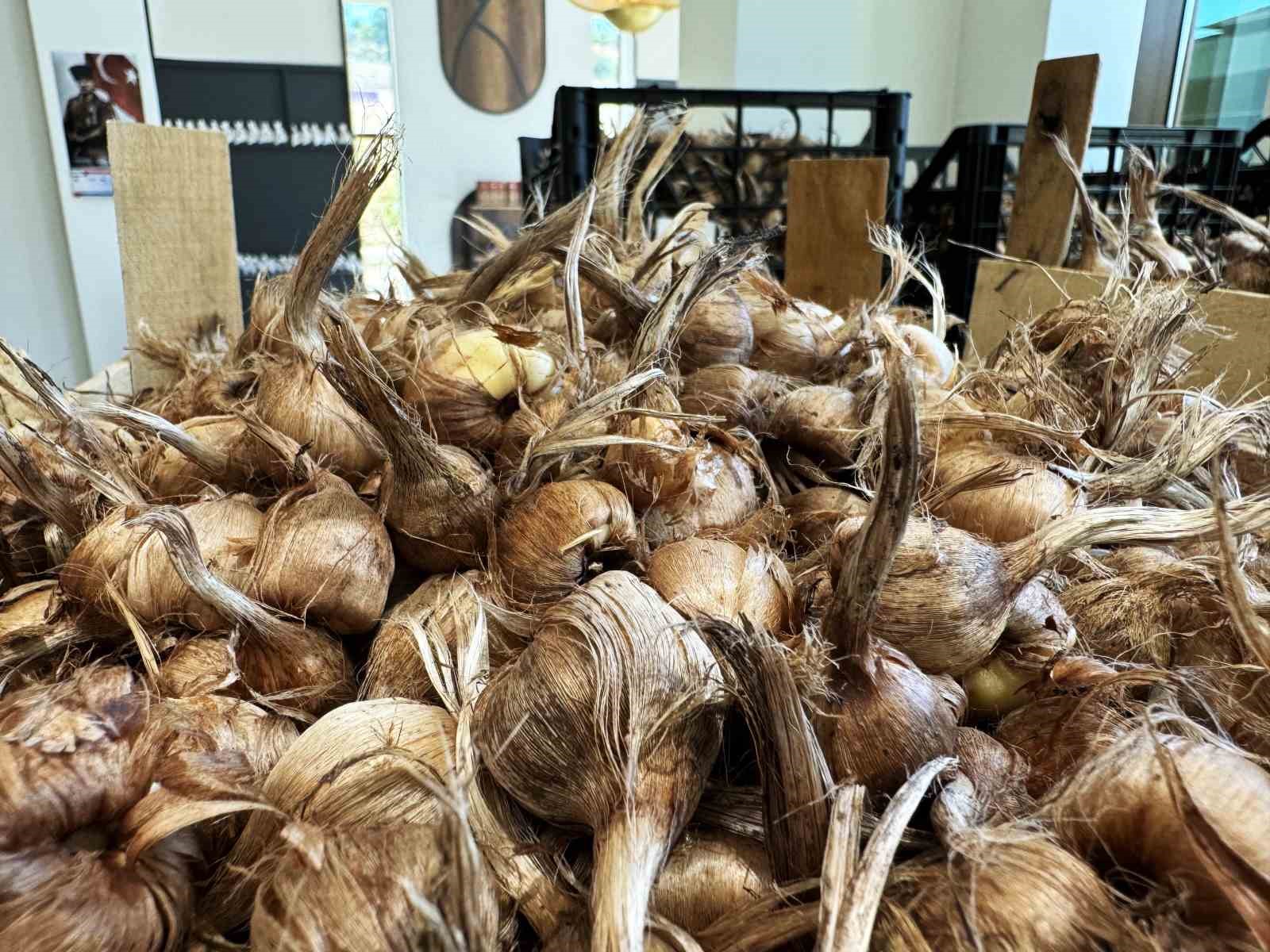 Dünyanın en pahallı baharatı Safran toprakla buluşuyor