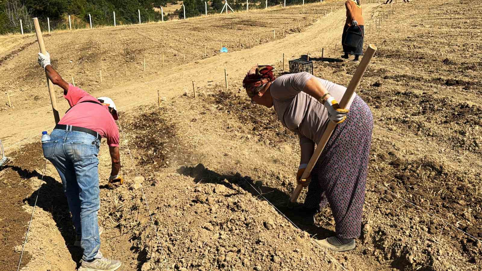 Dünyanın en pahallı baharatı Safran toprakla buluşuyor