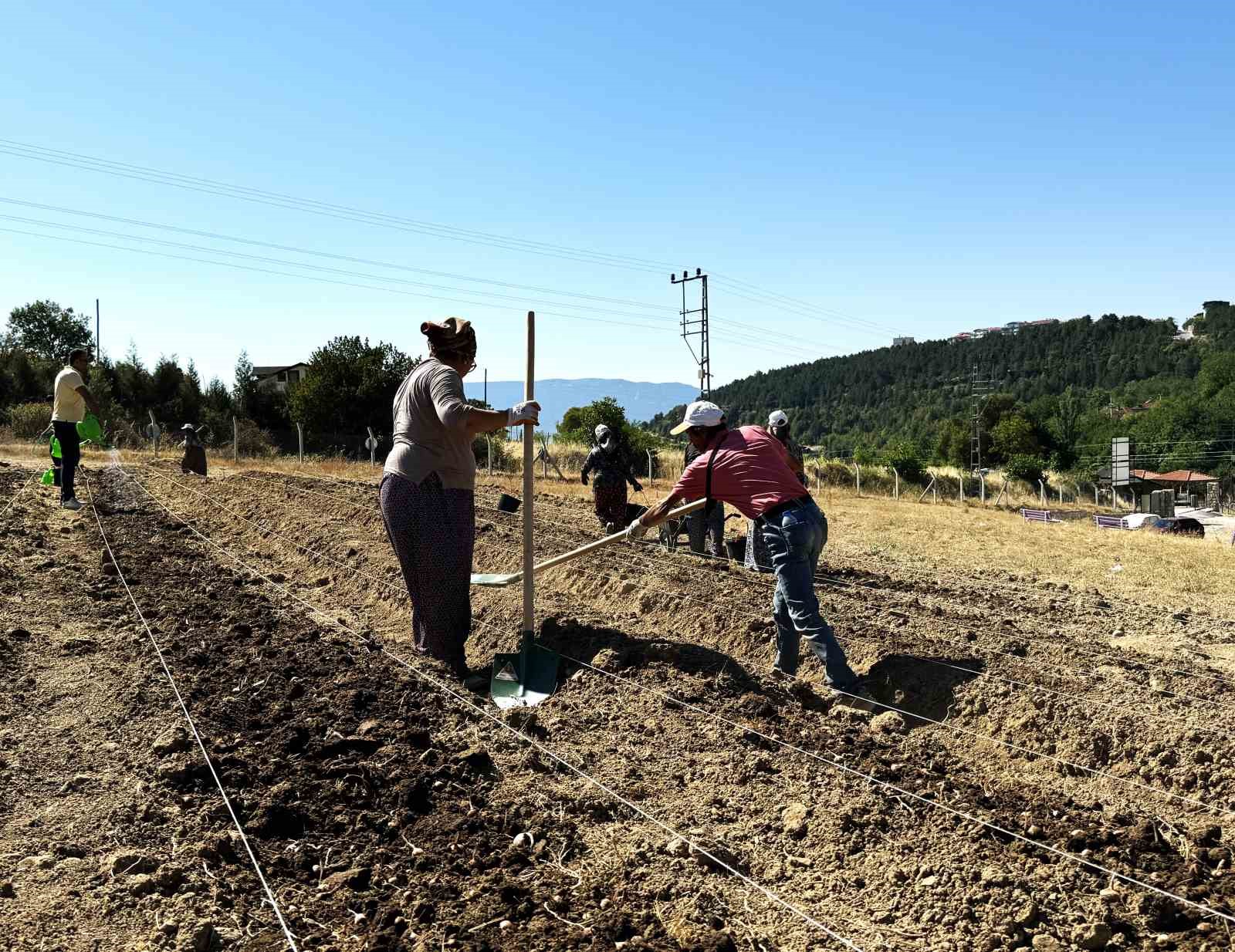 Dünyanın en pahallı baharatı Safran toprakla buluşuyor