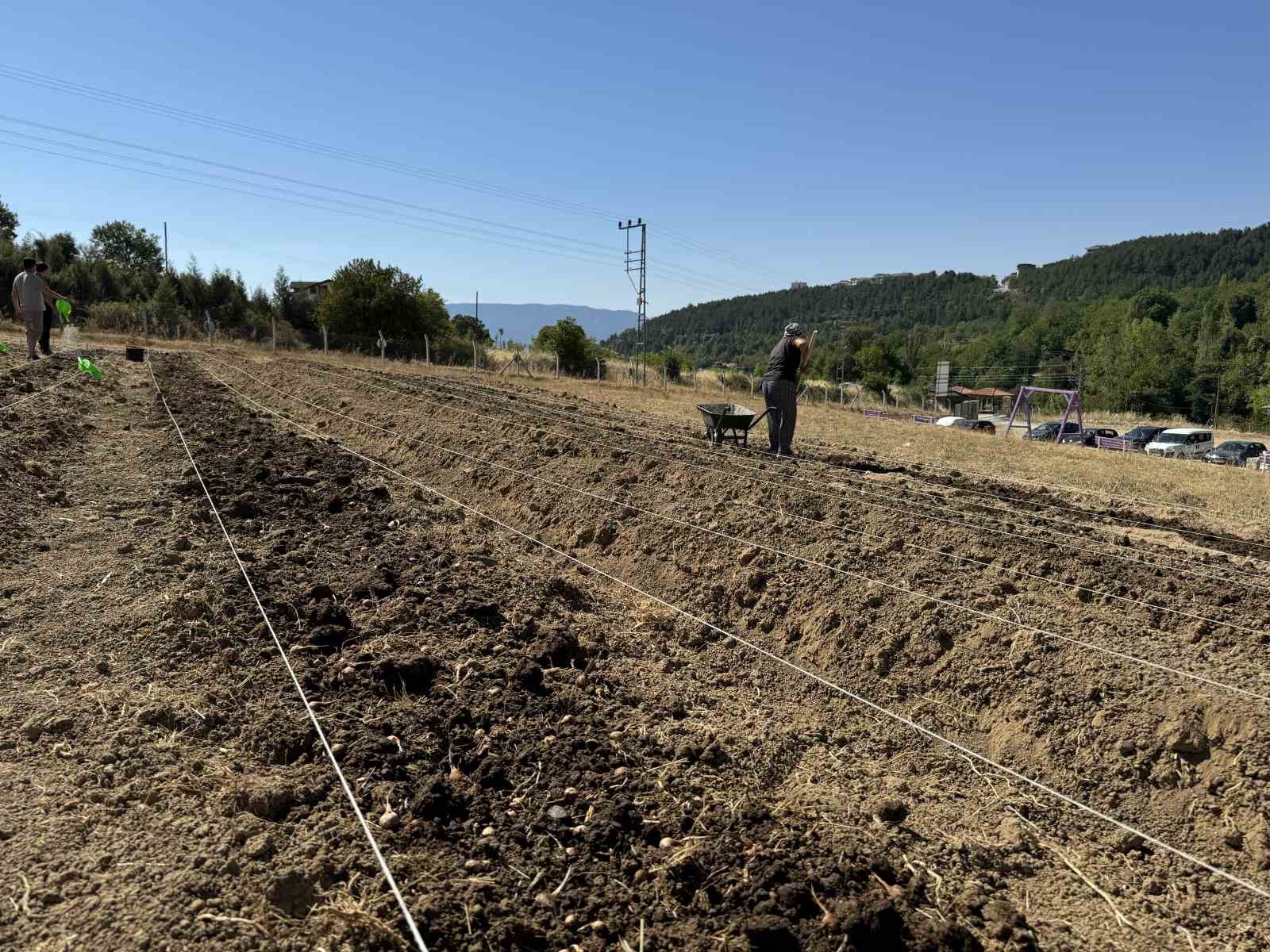 Dünyanın en pahallı baharatı Safran toprakla buluşuyor