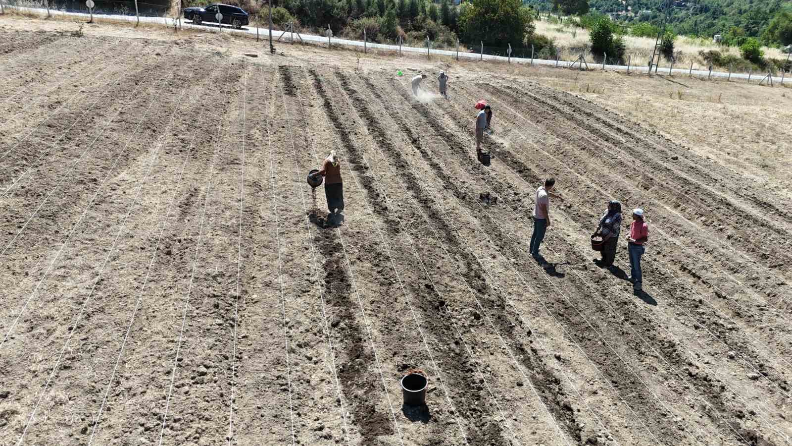 Dünyanın en pahallı baharatı Safran toprakla buluşuyor