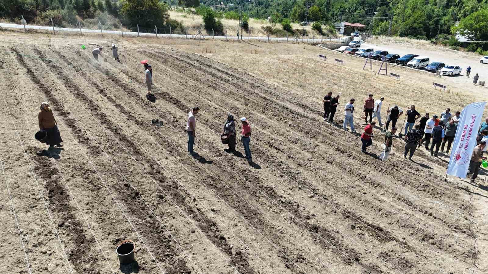 Dünyanın en pahallı baharatı Safran toprakla buluşuyor