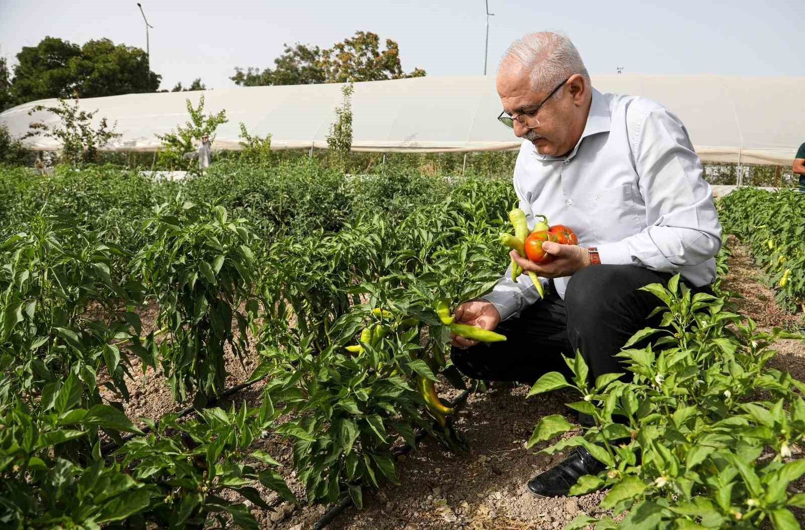 Van’da ata tohum ile elde edilen ürünlerin hasadı yapıldı