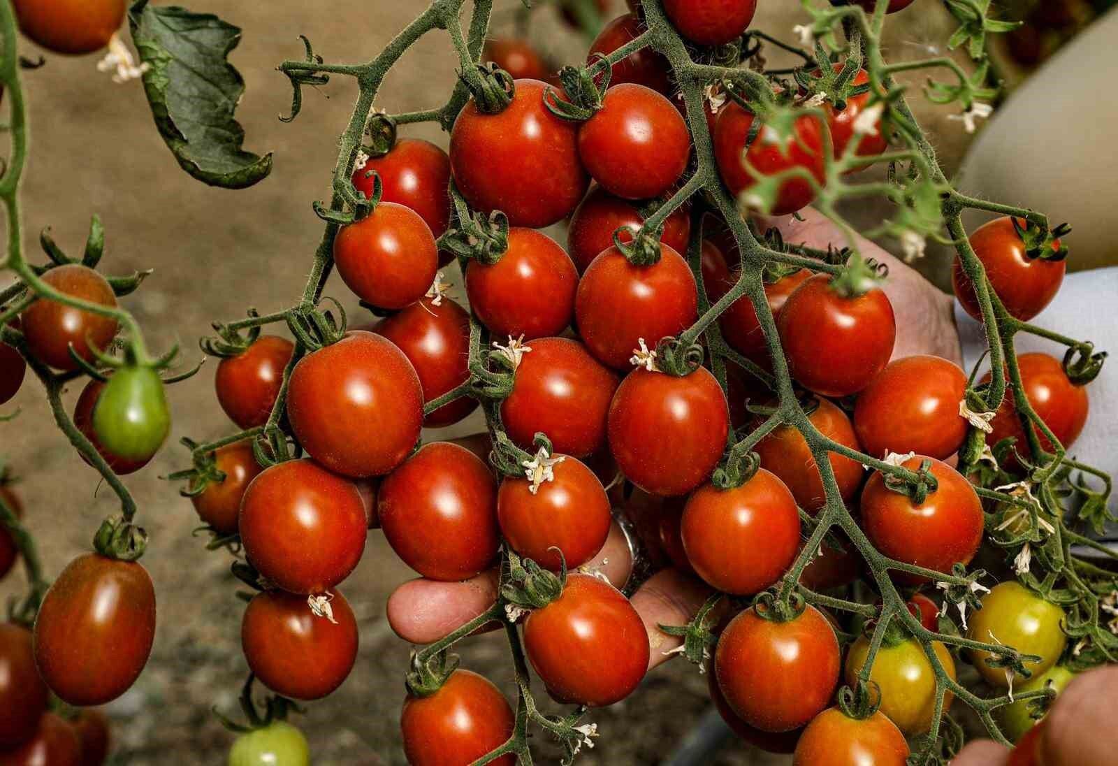 Van’da ata tohum ile elde edilen ürünlerin hasadı yapıldı