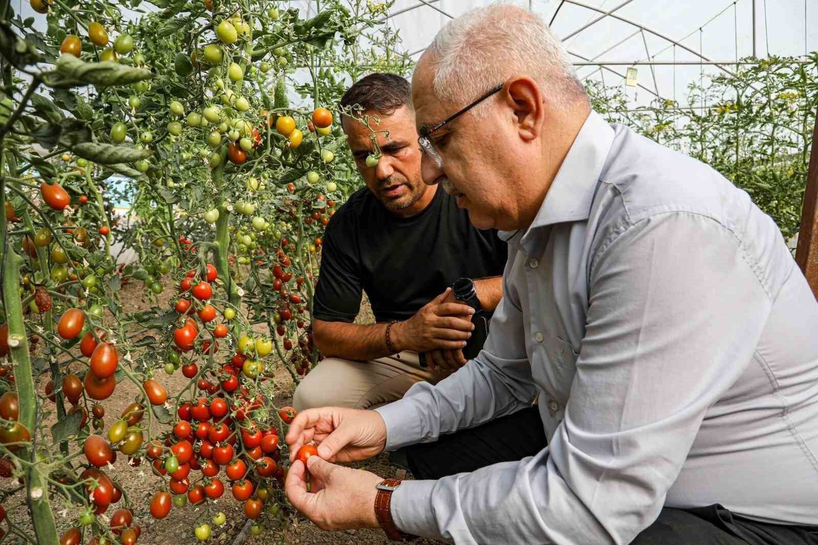 Van’da ata tohum ile elde edilen ürünlerin hasadı yapıldı