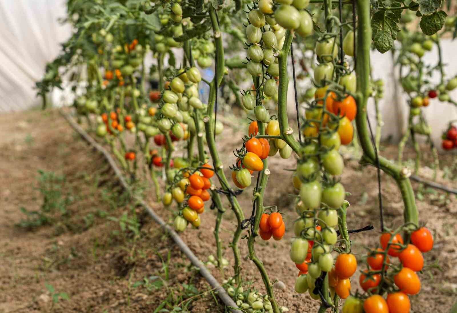 Van’da ata tohum ile elde edilen ürünlerin hasadı yapıldı