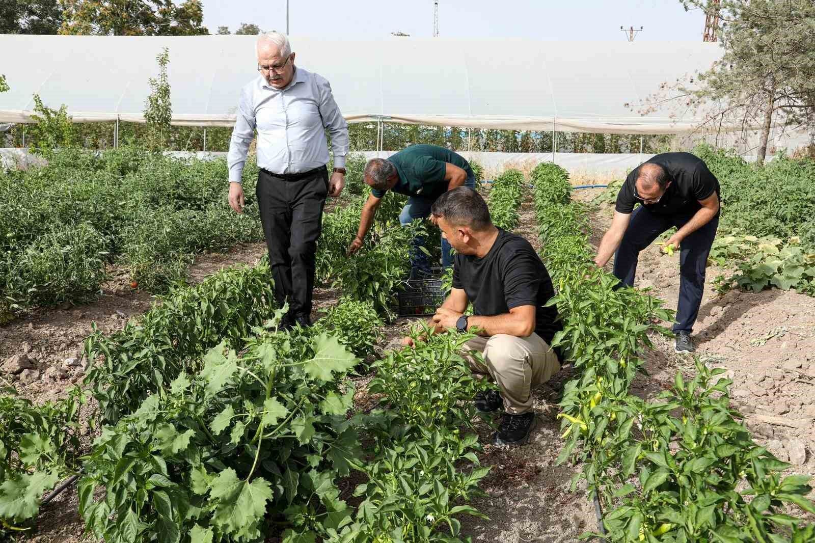 Van’da ata tohum ile elde edilen ürünlerin hasadı yapıldı