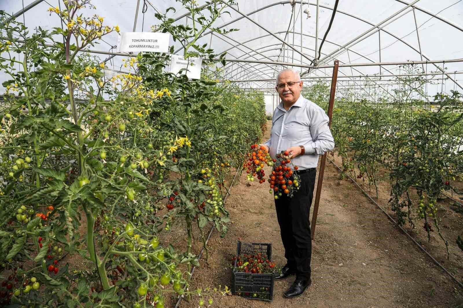 Van’da ata tohum ile elde edilen ürünlerin hasadı yapıldı