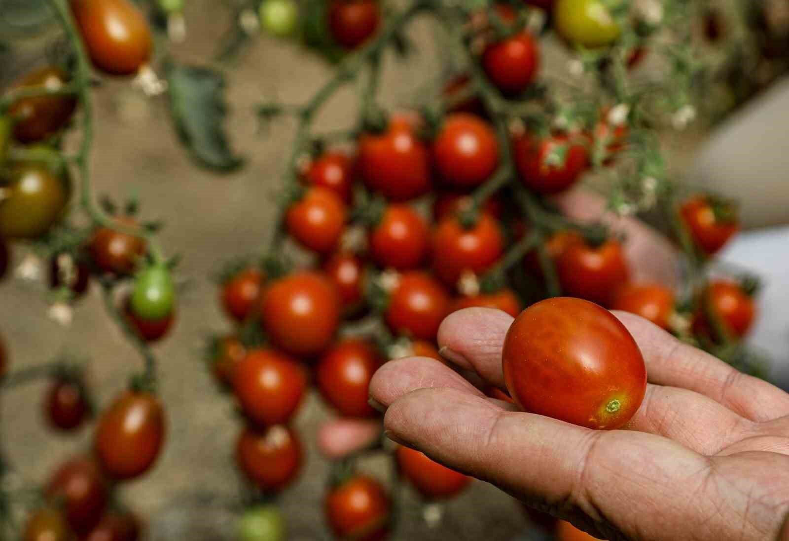 Van’da ata tohum ile elde edilen ürünlerin hasadı yapıldı