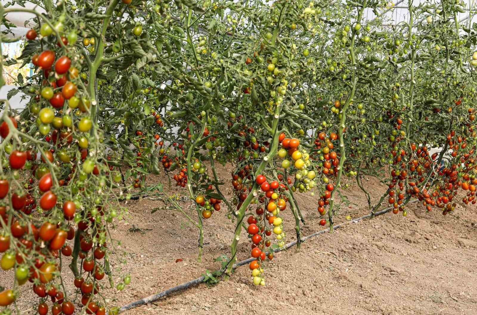 Van’da ata tohum ile elde edilen ürünlerin hasadı yapıldı