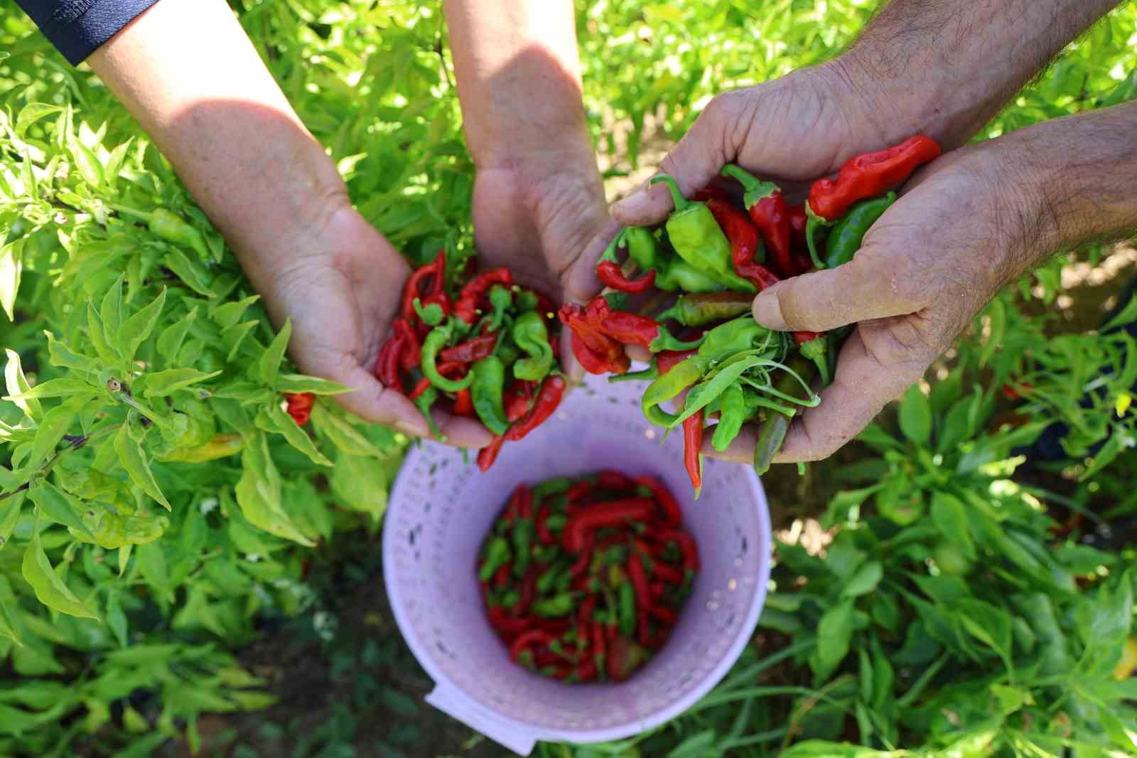 Eşi emekli olduktan sonra köyüne yerleşen girişimci kadın, acı ve tatlıyı bir araya getirdi