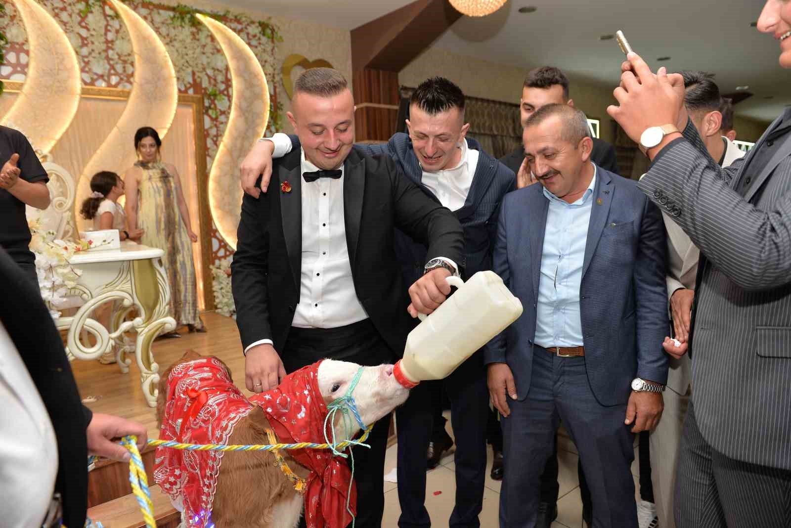 Düğünde gelin ve damada ilginç takı: Buzağı hediye ettiler