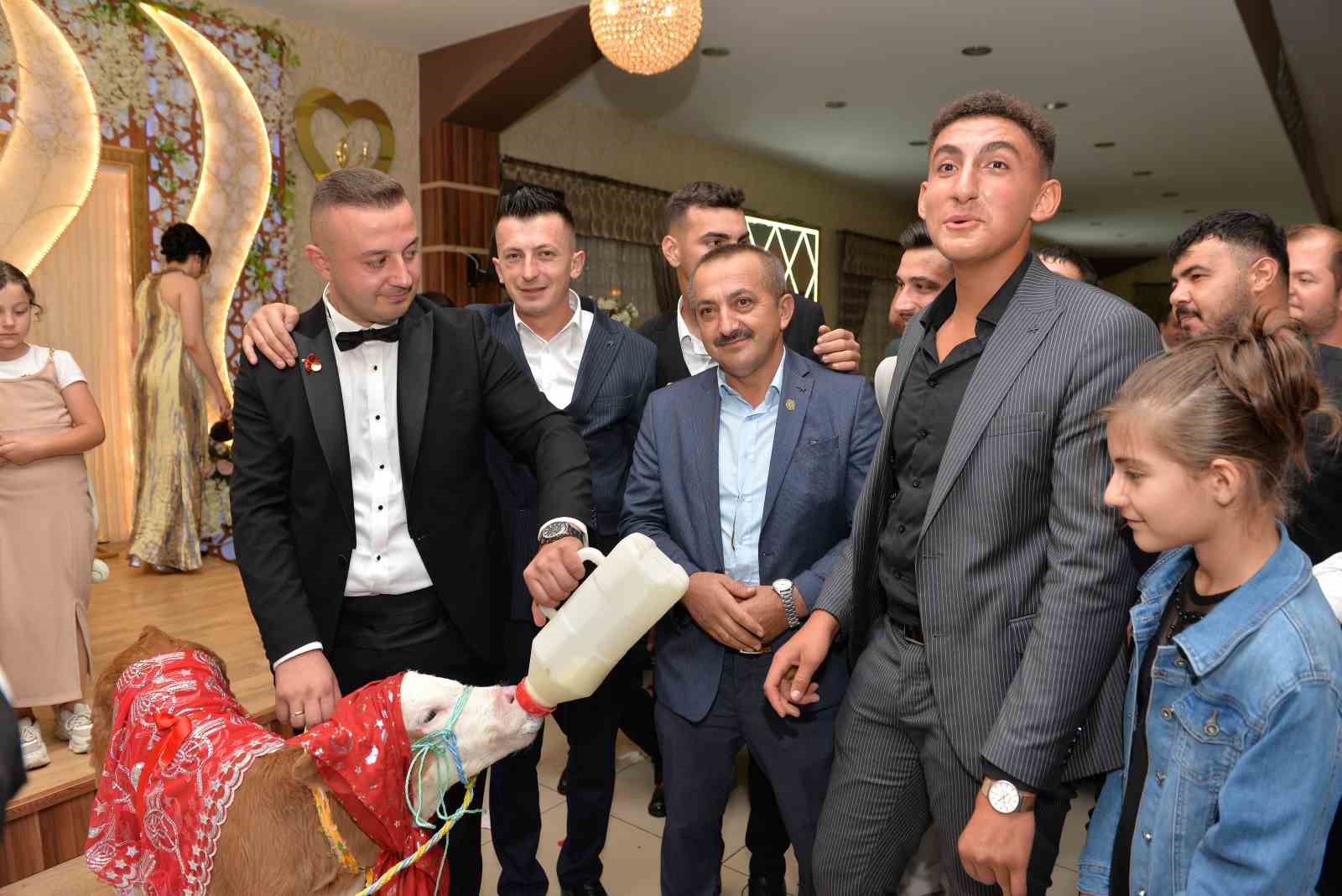 Düğünde gelin ve damada ilginç takı: Buzağı hediye ettiler