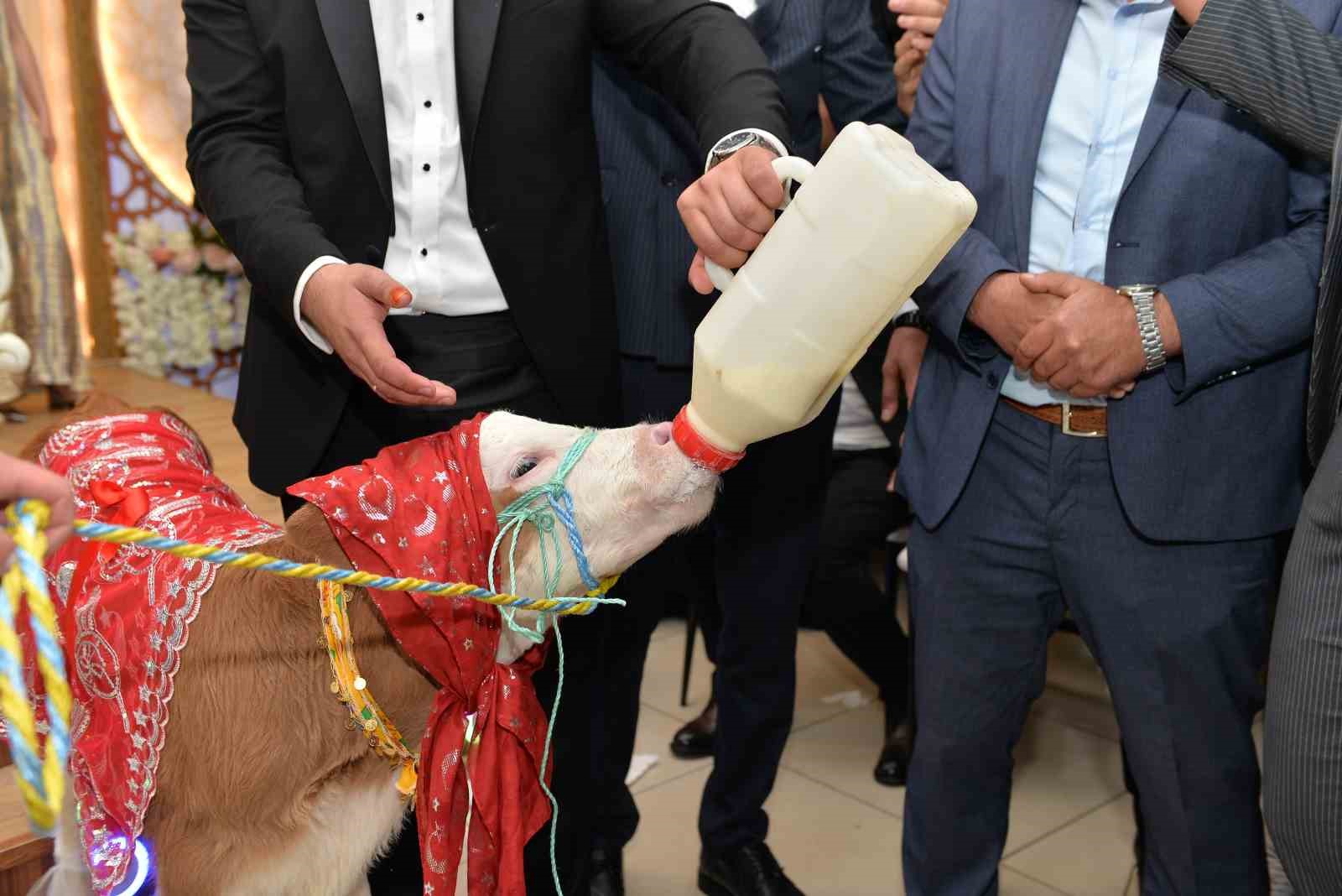 Düğünde gelin ve damada ilginç takı: Buzağı hediye ettiler