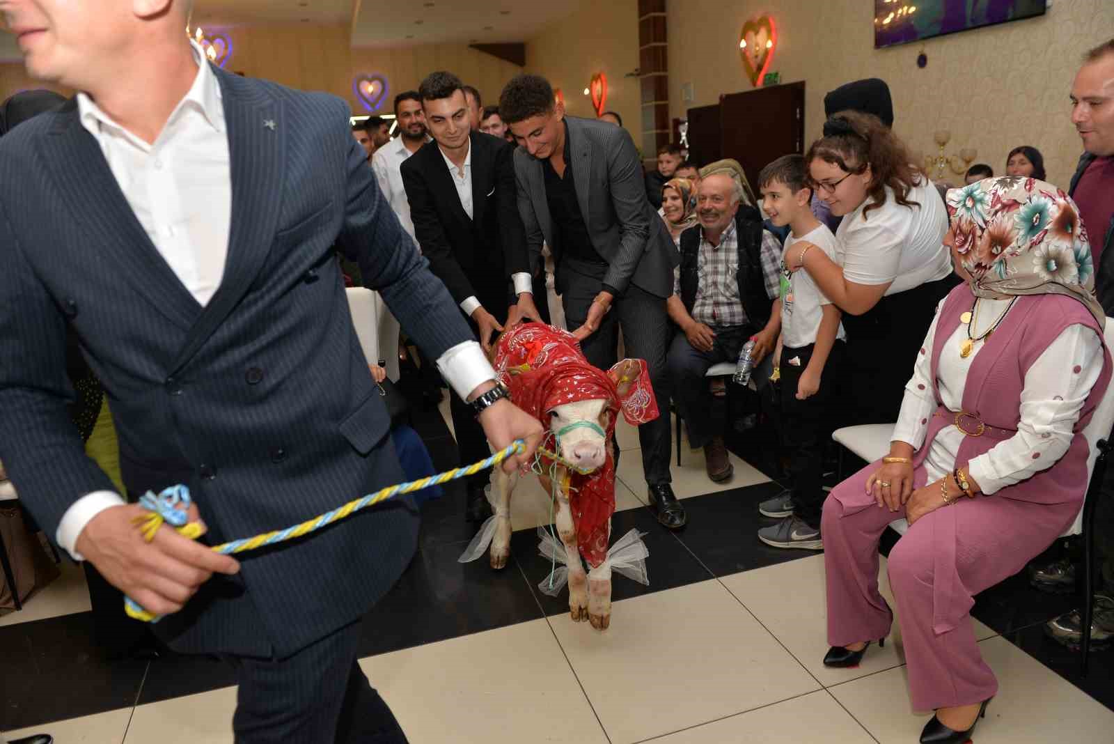 Düğünde gelin ve damada ilginç takı: Buzağı hediye ettiler