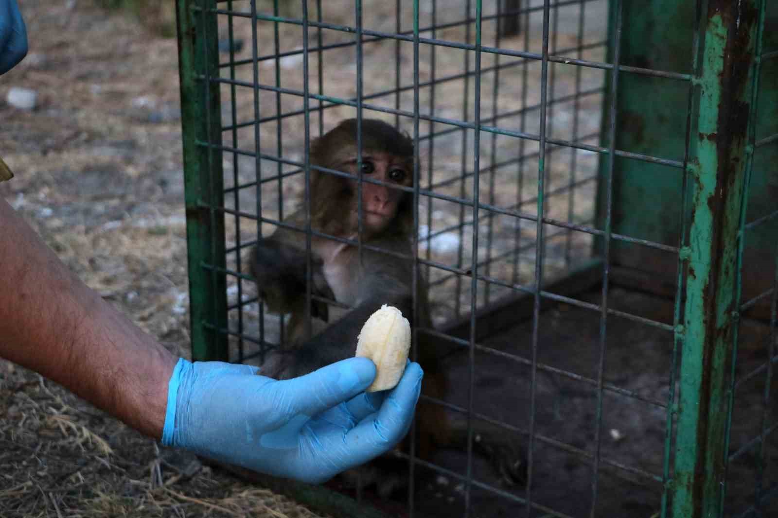 Sahibinin tokatladığı maymun koruma altına alındı