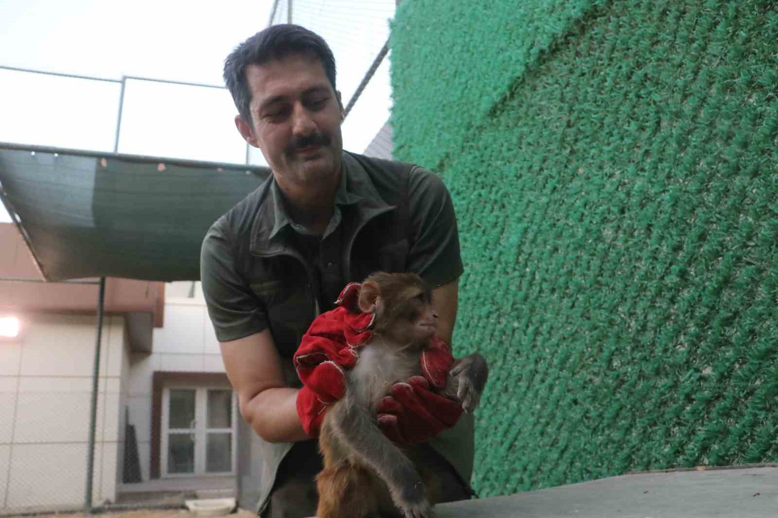 Sahibinin tokatladığı maymun koruma altına alındı