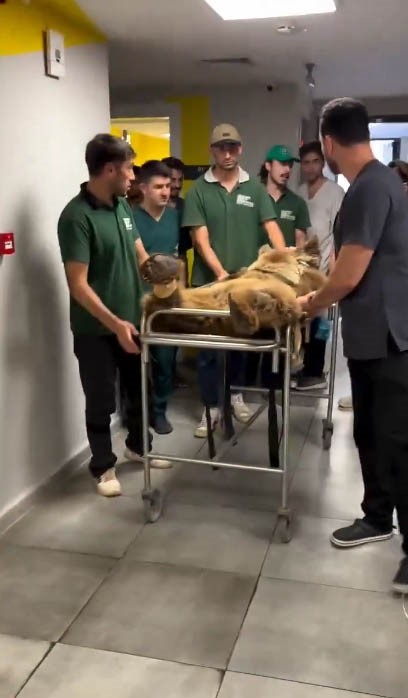 Hayvanat bahçesinde yediği meyveden rahatsızlanan ayının MR’ı çekildi