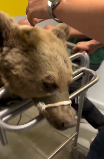 Hayvanat bahçesinde yediği meyveden rahatsızlanan ayının MR’ı çekildi