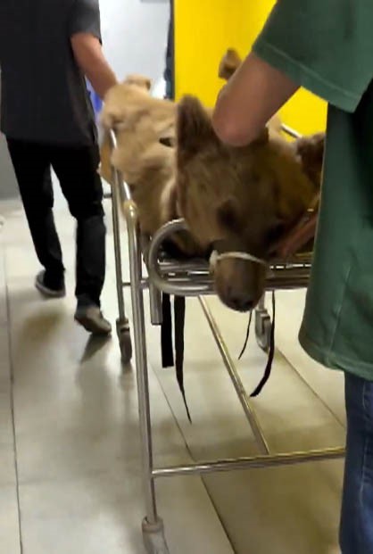 Hayvanat bahçesinde yediği meyveden rahatsızlanan ayının MR’ı çekildi