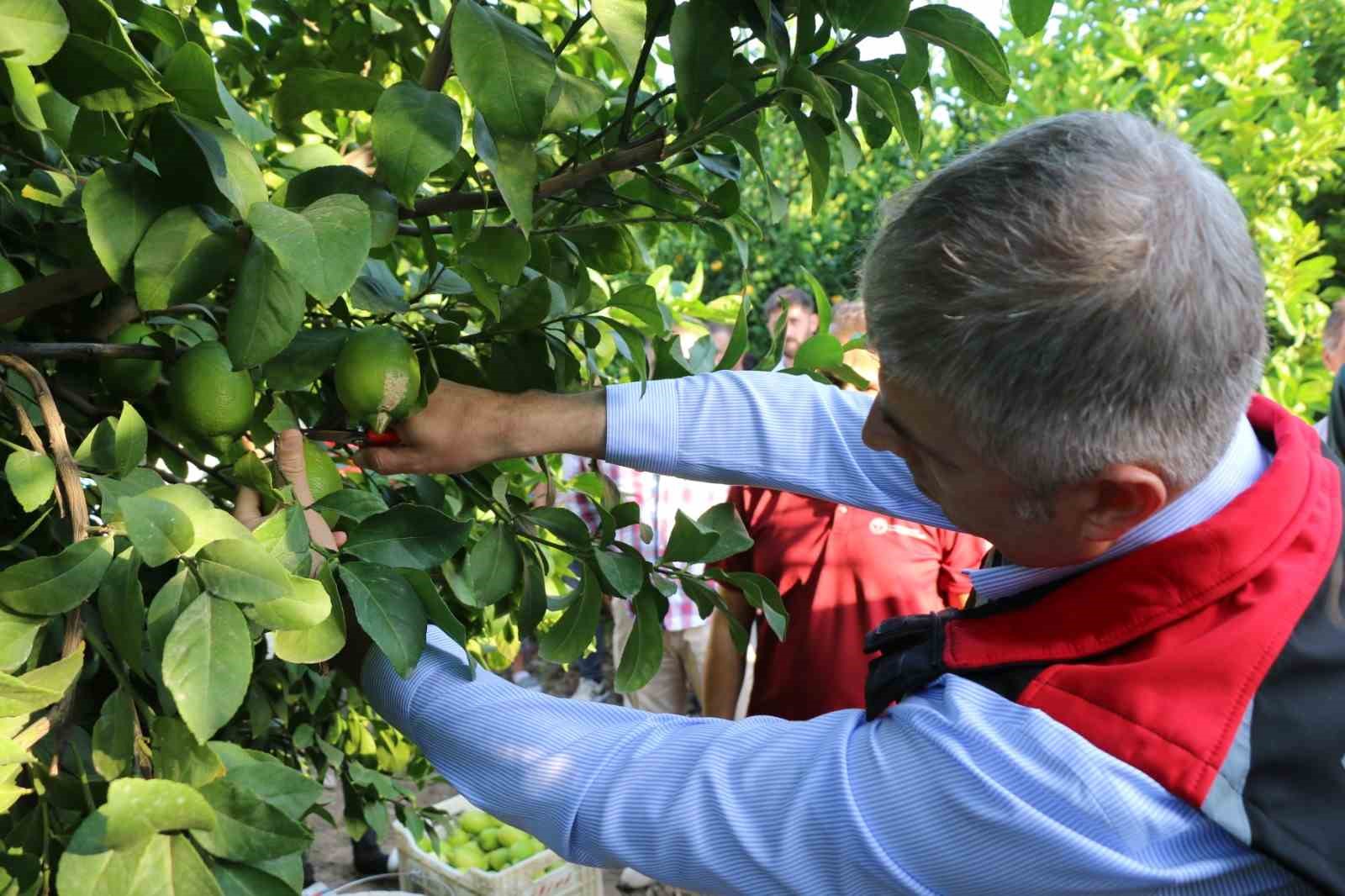 Limon hasadı 25 ve 27 Eylül tarihlerinde başladı