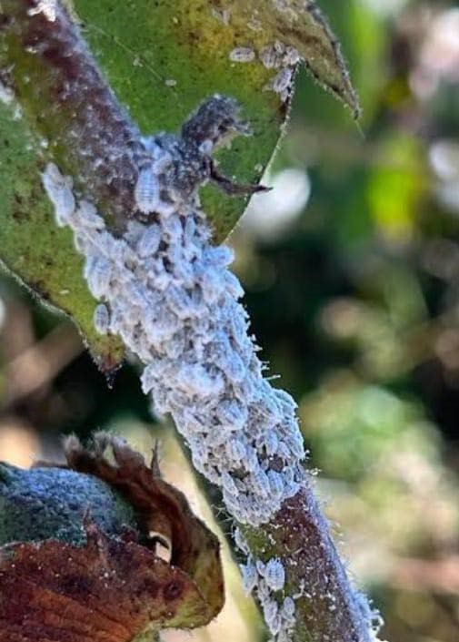 Nazilli’de pamuk üreticilerine unlu bit uyarısı