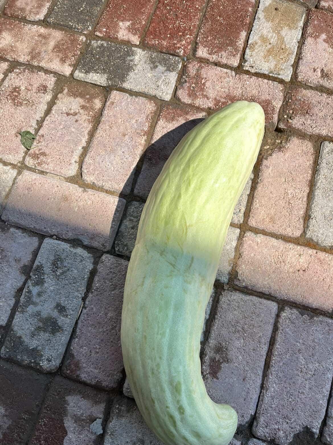 Elazığ’da 4,5 kiloluk dev acur hayrete düşürdü