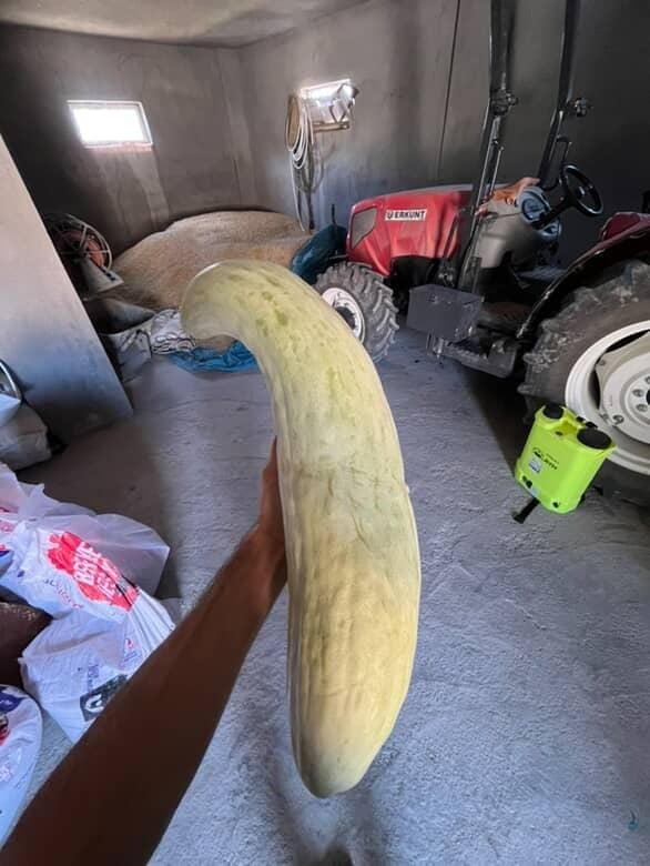 Elazığ’da 4,5 kiloluk dev acur hayrete düşürdü