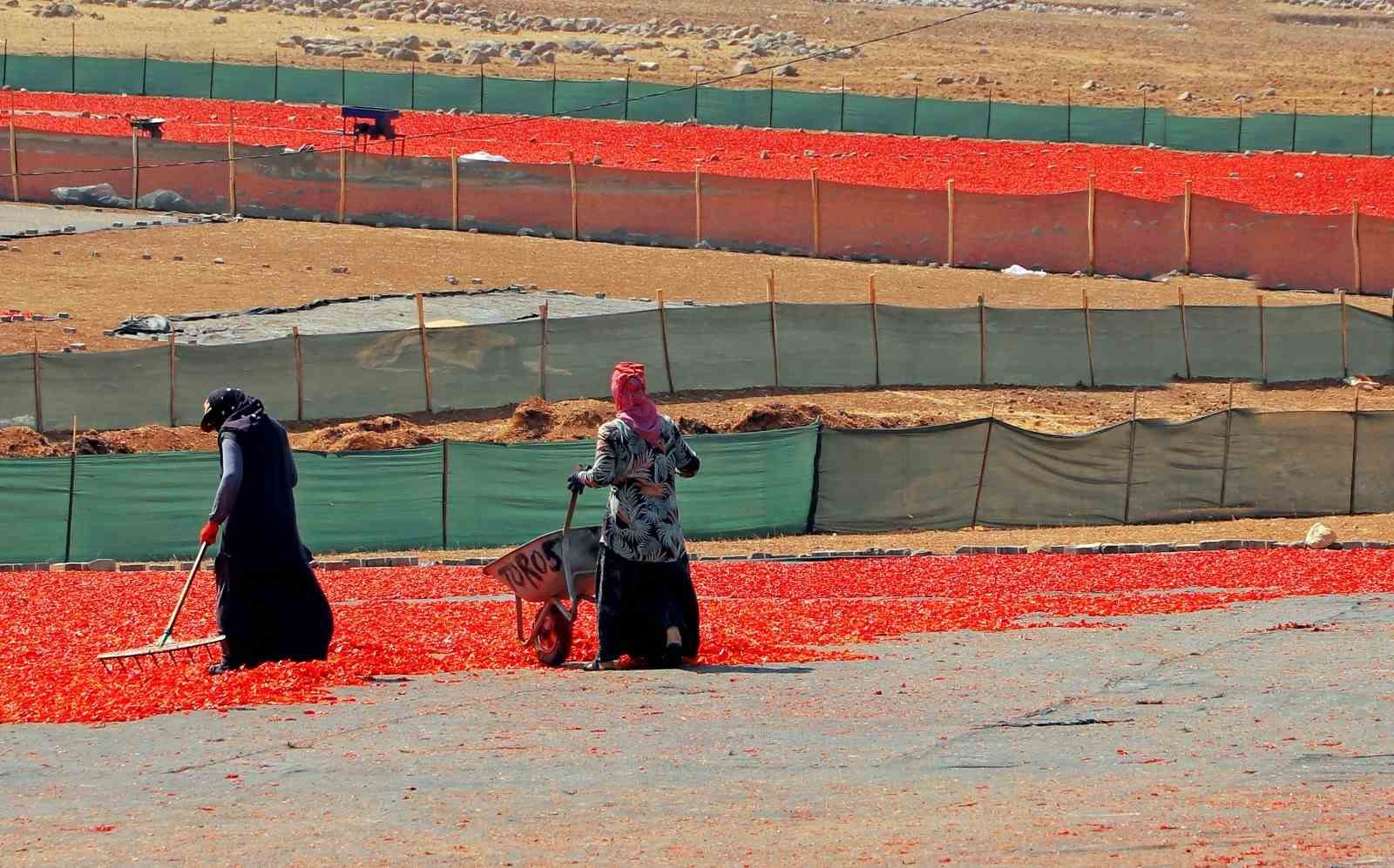 Şanlıurfa’da mevsimlik tarım işçilerine mobil sağlık hizmeti